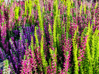 Fototapeta premium Heather, a plant with beautiful autumn colors. 