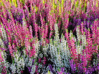 Heather, a plant with beautiful autumn colors.
