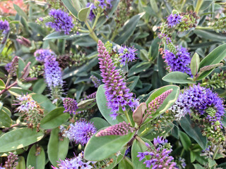 Hebe, an autumn flower with a beautiful color.
