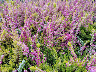 Heather, a plant with beautiful autumn colors.
