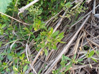 Glinus plant,  Glinus oppositifolius plant in the wild,  Gima Shak.