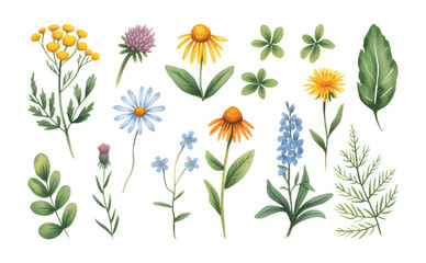 Watercolor wildflower collection with chamomile, clover, and meadow leaves isolated.