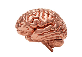 Isolated glossy bronze human brain anatomy model, medical research, neurological study, health