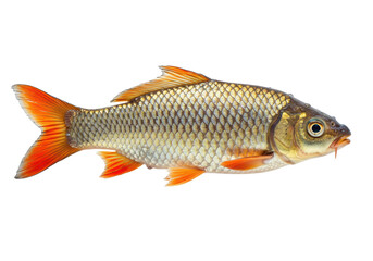 Isolated carp fish, freshwater species with scales and fins in studio setting. Side view