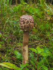 Obraz premium Young parasol mushroom MACROLEPIOTA PROCERA with full stem in grass, Poland, September