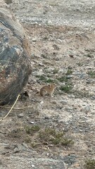 Wild mouse in nature