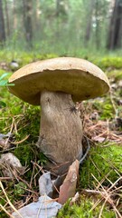 mushroom in the forest