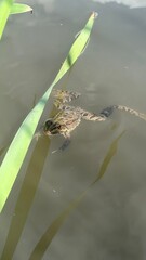 A frog is swimming in the river