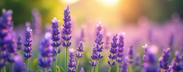 Obraz premium A tranquil scene of lavender blossoms bathed in soft sunlight, evoking serenity and spiritual calm Perfect for meditation, yoga, or aromatherapy themes , spiritual, tranquility