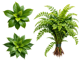 Lush Green Leaves and Ferns with Vibrant Textures for Nature Scenes