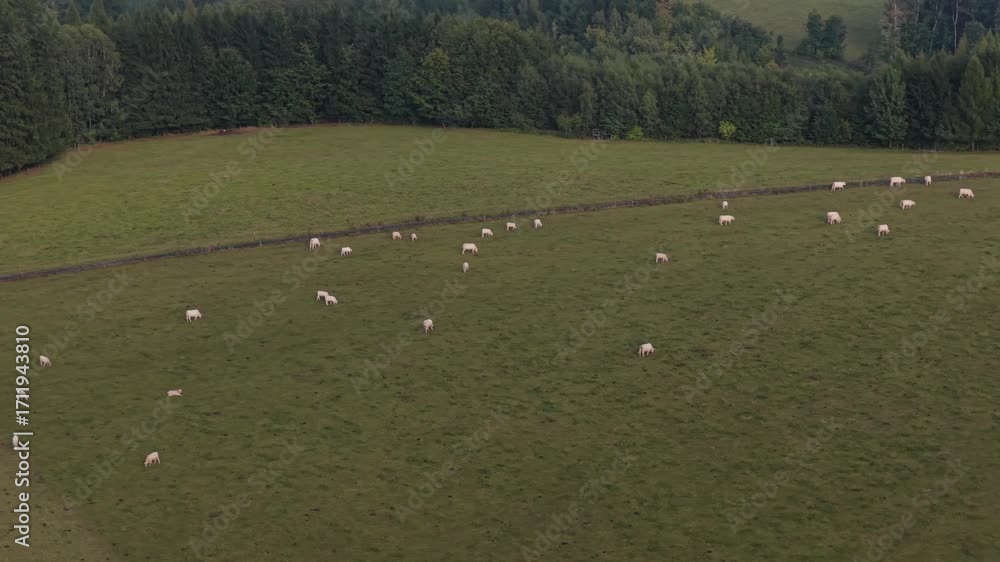 Poster cows spend the day in an open meadow where they graze. drone view of cattle enjoying the fresh air i