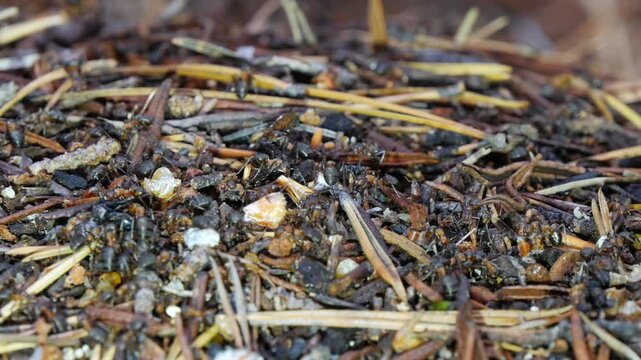 On an autumn day, ants are running around in their huge anthill, busy with their business of preparing for winter.