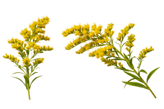 Set of two vibrant goldenrod wildflower sprigs isolated on transparent cutout background, cut out, png