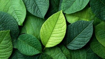 Bright green leaf contrasting against darker green foliage, creating a striking natural pattern perfect for backgrounds and textures celebrating ecology and individuality