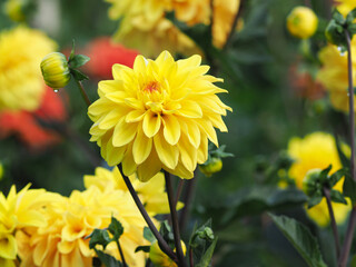  Gelb blühende Dahlien im Blumenbeet