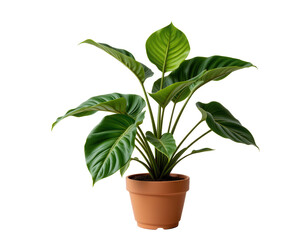 Lush Green Indoor Plant in Simple Ceramic Pot for Home Decor