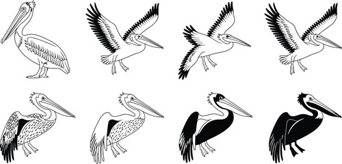 Pelican illustrations, seabird vector art, coastal wildlife design, marine bird silhouette, ocean animal graphic, waterfowl artwork, nautical nature drawing, tropical shore bird icon