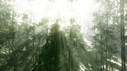 Obraz premium The sun shines through the trees in the forest