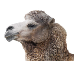 Portrait of an old camel on a transparent or white background. PNG.