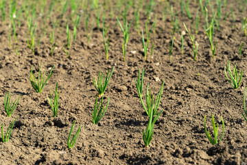 Green onion sprouts emerging from dark fertile soil in a garden, illustrating growth and cultivation, ideal for gardening, agriculture, farming, plant care, nature, culinary and educational projects