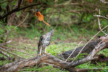 A majestic Changeable Hawk-Eagle perches on a branch, gazing skyward, as an elegant Indian Paradise Flycatcher with long orange tail streamers soars through the lush green forest above.