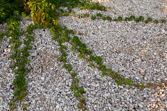 Fototapeta Green creeping plant with delicate leaves spreads across a textured gravel surface, ideal for topics on gardening, landscaping, nature, flora, outdoor, botany and decor themes