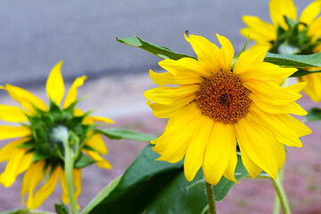 Obraz premium Yellow sunflowers with a gray wall in the background.