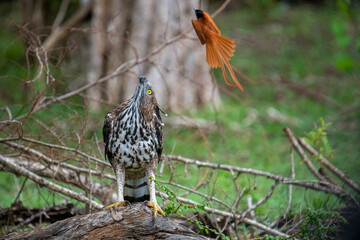 A majestic Changeable Hawk-Eagle perches on a branch, gazing skyward, as an elegant Indian Paradise Flycatcher with long orange tail streamers soars through the lush green forest above.