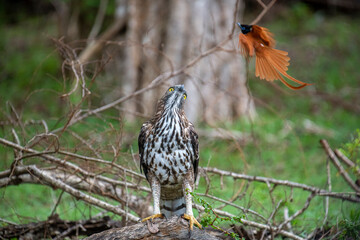 A majestic Changeable Hawk-Eagle perches on a branch, gazing skyward, as an elegant Indian Paradise Flycatcher with long orange tail streamers soars through the lush green forest above.