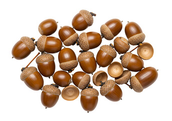 CloseUp of Brown Acorns Autumnal Nature Collection isolated on transparent background