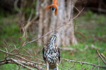 A majestic Changeable Hawk-Eagle perches on a branch, gazing skyward, as an elegant Indian Paradise Flycatcher with long orange tail streamers soars through the lush green forest above.
