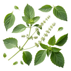 Holy basil (kaprao) PNG cutouts (transparent)