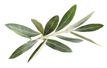 Olive branch with green leaves isolated on transparent background, symbolizing peace, victory, and mediterranean flavors, ideal for culinary and cosmetic applications