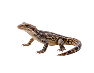Colorful Lizard with Intricate Patterns Against a Transparent background