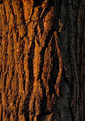 Sunset Glow on Tree Bark – Illuminated Texture