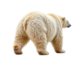 Fluffy Polar Bear Walking Away with Soft White Fur and Curved Back