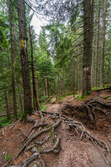 Root covered forest trail Romania