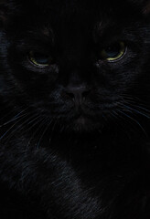 Close-up portrait of black cat face with yellow eyes in dark low-key lighting