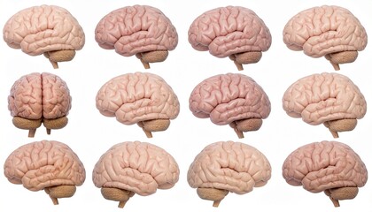 Brain, neural network - Offset Collection
