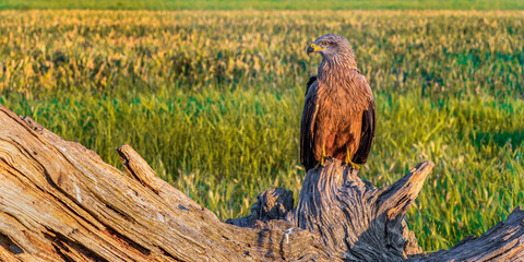 Black Kite, Milvus migrans, Agricultural Fields, Castilla y Leon, Spain, Europe