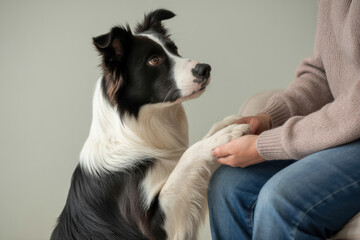 Attentive black and white border collie gently placing its paws in a person's hands, showing affection and trust indoors