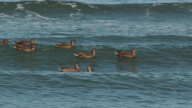 海を泳ぐカモの波乗り