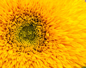 sunflower close up
