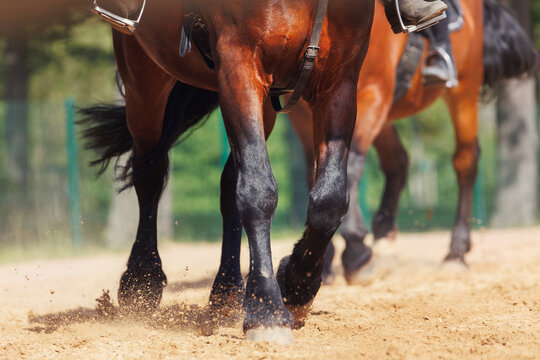 Horse riding school. Little children girls at group training equestrian lessons at outdoors ranch horse riding yard. Cute little beginner kid, closeup feet leg chestnut brown horse