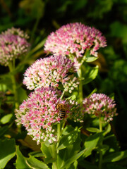 A bee pollinating a pink sedum flower.