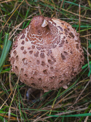 Top view of young parasol mushroom MACROLEPIOTA PROCERA cap, Poland, September