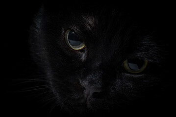 Close-up portrait of black cat face with yellow eyes in dark low-key lighting