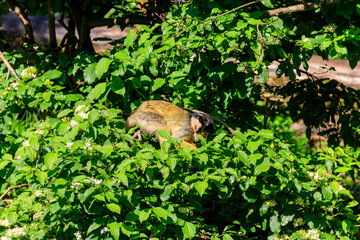 The black-capped squirrel monkey (Saimiri boliviensis) on a tree