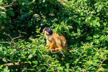 The black-capped squirrel monkey (Saimiri boliviensis) on a tree