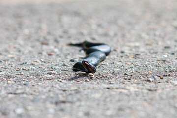 Black Snake with Open Mouth on Asphalt Road – Close-Up Wildlife Shot